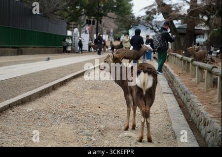 Curiosi cervi fanno una pausa su un sentiero nel parco di Nara, mentre i visitatori passeggiano nelle vicinanze Foto Stock