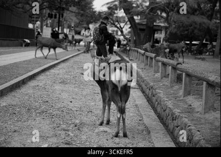 Curiosi cervi fanno una pausa su un sentiero nel parco di Nara in bianco e nero Foto Stock