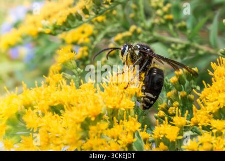 Primo piano di una vespa di cuculo che impollina la verga d'oro gialla in Quebec, Canada. Foto Stock