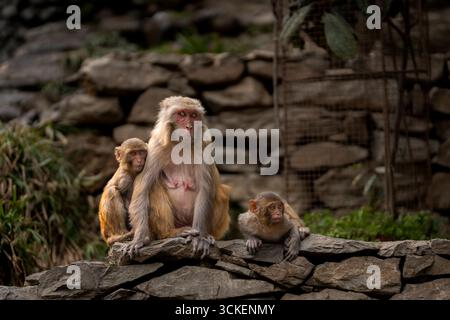 Scimmia madre con due bambini seduti su un muro di pietra. Un toccante momento della fauna selvatica che mostra il legame familiare, il comportamento degli animali, la cura e la connessione con la natura. Foto Stock