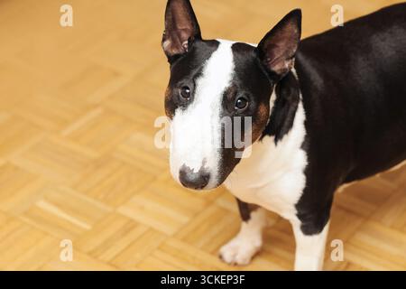 Cane Bull terrier al chiuso. Primo piano di animali domestici su pavimento in legno. Animali amichevoli con pelliccia bianca e nera. Carino Bull terrier in piedi a casa. Foto Stock