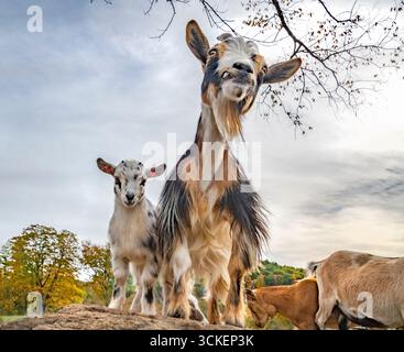 I bambini di capra nana nigeriana giocano con la tata nelle vicinanze in campo aperto con massi Foto Stock