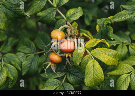 Frutta matura rosa acuta sul ramo verde del cespuglio. Primo piano delle piante naturali. Bacche biologiche sane per il tè e la medicina. Dettaglio del raccolto autunnale. Crescono arbusti selvatici Foto Stock