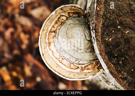 Tronco d'albero con funghi. Foresta con piano di chiusura fungo a staffa. Funghi selvatici naturali che crescono sulla corteccia degli alberi. Dettagli della foresta autunnale con funghi. Foto Stock