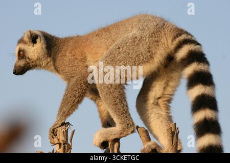 Lemure dalla coda anulare (Lemur catta) in equilibrio sui rami degli alberi in natura, fotografato in Madagascar a novembre. Foto Stock