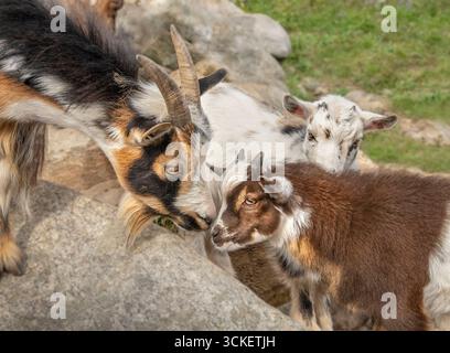 I bambini di capra nana nigeriana giocano con la tata nelle vicinanze in campo aperto con massi Foto Stock