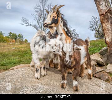 I bambini di capra nana nigeriana giocano con la tata nelle vicinanze in campo aperto con massi Foto Stock