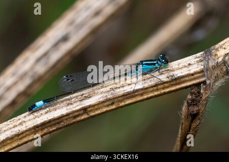 Damselfly maschio dalla coda blu (Ischnura elegans) sedeva su uno stelo nel Peak District, in Inghilterra. Foto Stock