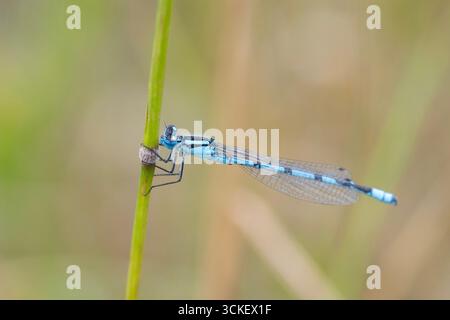 Maschio Common Blue Damselfly (Enallagma cyanthigerum) sedeva su uno stelo. Foto Stock