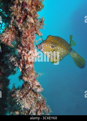 Ostracion cubicus (femmina) - femmina gialla boxfish Foto Stock