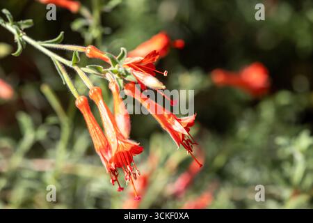 La California fucsia (nome scientifico Epilobium canum) fiorì in piena fioritura, nota anche come Hummingbird Trumpet. Una pianta perenne originaria dell'Ame Foto Stock