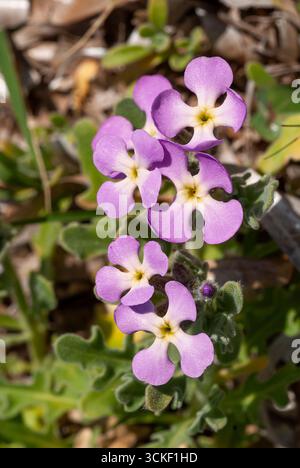 Ceppo a tre corna (Matthiola tricuspidata), Brassicaceae. Grande erba annuale, pianta mediterranea selvatica della regione costiera, fiore viola. Foto Stock