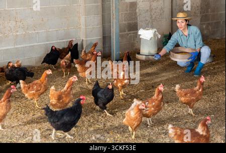 Donna kazaka nutre galline ovaiole Foto Stock