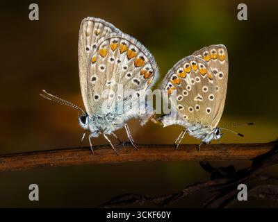 Una macro fotografia ravvicinata di due comuni farfalle blu in un rituale di accoppiamento su un ramo, splendidamente scattata su uno sfondo morbido e scuro. Foto Stock