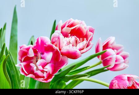 Immagine di un bouquet di tulipani rosa aperti Columbus Foto Stock