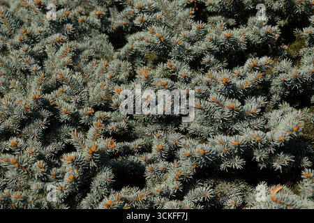 Immagine texture di sfondo di rami densi di conifere di abete rosso Foto Stock