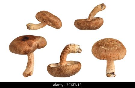 Un gruppo di cinque funghi shiitake con diverse angolazioni isolate su sfondo bianco Foto Stock