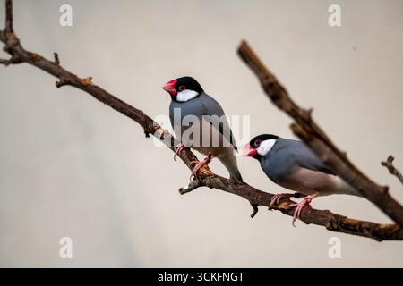 Il passero di Giava (Padda oryzivora), chiamato anche Java Finch, Java Rice Sparrow e Java Rice Bird, è un piccolo uccello passerino. Questo estrildo finch Foto Stock