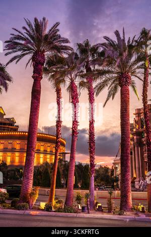 Datti le palme sul Las Vegas Boulevard a Las Vegas, Nevada al tramonto Foto Stock