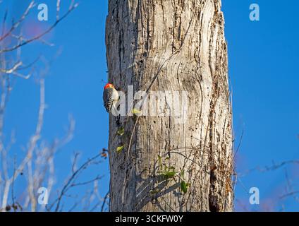 Red Bellied Woodpecker che lavora su Dead Tree nel Congaree National Park in South Carolina Foto Stock