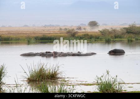 Gruppo di Hippopotamus addormentati (Hippopotamus amphibius) nel lago nel Parco Nazionale di Amboseli, Kenya Foto Stock