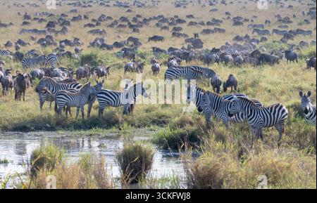Zebre di Grant (Equus quagga boehmi) e GNU durante la migrazione nel Parco Nazionale di Maasai Mara, Kenya Foto Stock