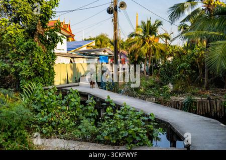 Passerella per i residenti, passando su stretti corsi d'acqua, parte di un'intricata rete di piccoli sentieri di collegamento che attraversano vegetazione lussureggiante e canali Foto Stock
