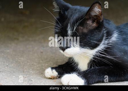 Carino gatto bianco e nero sdraiato e riposato in una zona ombreggiata nel parco Foto Stock