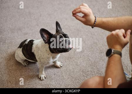 Bulldog francese seduto su un tappeto che guarda l'allenamento dell'uomo giovane adulto Foto Stock