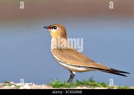 Un piccolo Pratincole, scientificamente conosciuto come Glareola lactea, si trova a Bhigwan, Maharashtra, India. Foto Stock