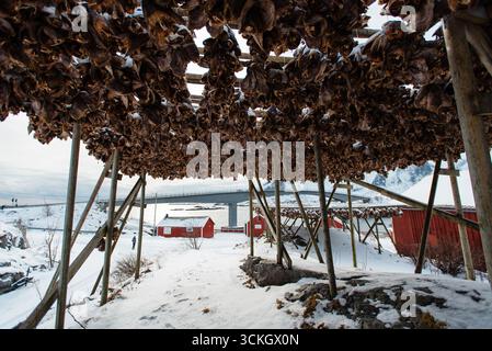 Pesci secchi appesi su scaffali in un paesaggio innevato con cabine rosse. Isole Lofoten, Norvegia Foto Stock