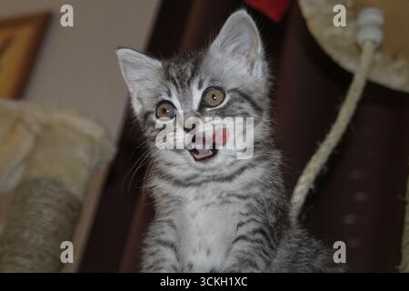 bellissimo gattino carino che si mescola e sorride Foto Stock