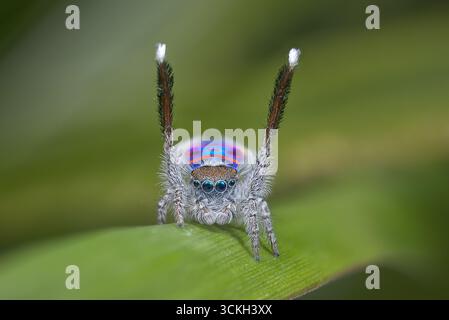 Un ragno pavone maschile (Maratus speciosus - il ragno pavone costiero) che mostra per una femmina. Foto Stock