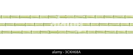 Steli freschi di bambù verde con bordo senza cuciture. Illustrazione acquerello verde botanico con spazio per copie. Steli disegnati a mano per un design ecocompatibile Foto Stock