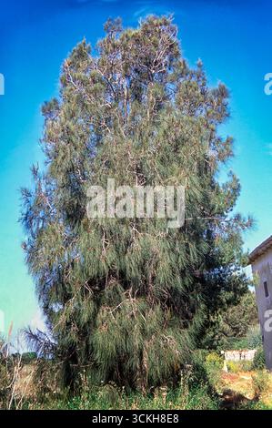 Quercia costiera (Casuarina equisetifolia), Casuarinaceae. Isola di Pianosa, Arcipelago Toscano, Livorno, Italia. Foto Stock