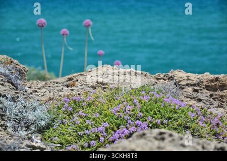 Zante piante selvatiche che crescono nelle rocce lungo la costa marittima: Thymbra capitata conehead timo e Allium commutatum sullo sfondo. Foto Stock