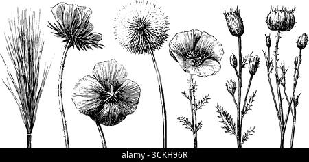 Collezione vintage di piante secche trafilate a mano e sagome in bancale per un design naturale. Illustrazione Vettoriale