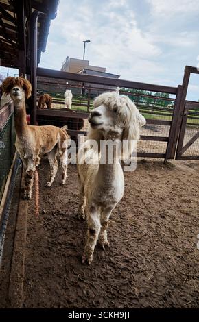 Due alpaca pelosi in una penna allo zoo Foto Stock