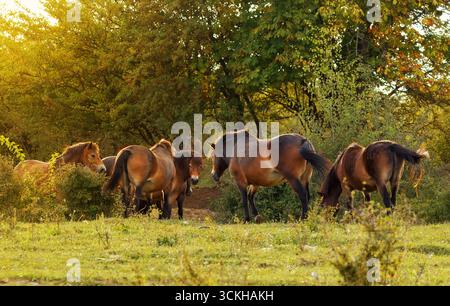 Gruppo di pony Exmoor selvatici, Equus ferus caballus che pascolano alla luce del mattino presto nella grande riserva erbivora vicino a Benatky nad Jizerou, Repubblica Ceca. Foto Stock