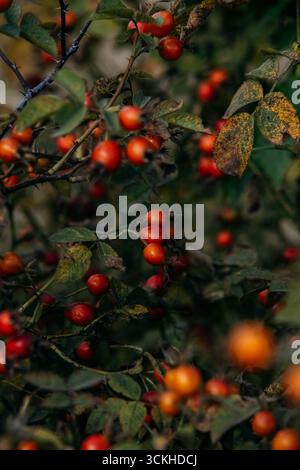 Bacche di rosehip mature sui rami Foto Stock