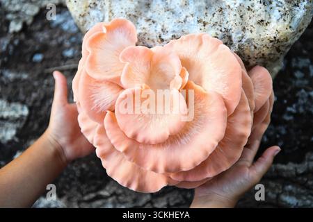 Un grande gruppo di funghi di ostriche rosa che viene tenuto delicatamente, fres Foto Stock
