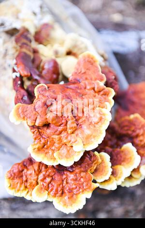 Primo piano di un vivace gruppo di funghi reishi che crescono da a. Foto Stock