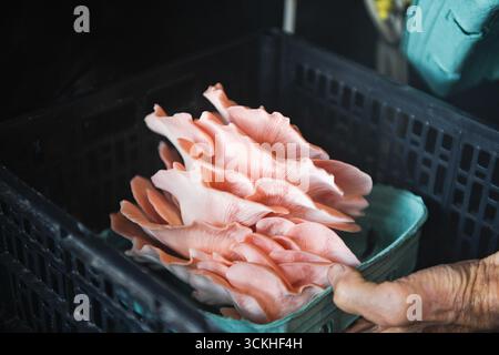 Un vivace fascio di funghi di ostriche rosa appena raccolti (PLe Foto Stock