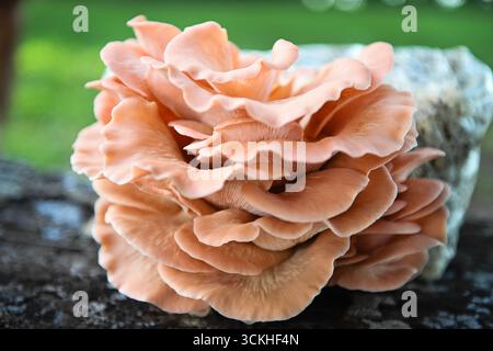Primo piano di un fitto gruppo di funghi di ostriche rosa che cresce Foto Stock