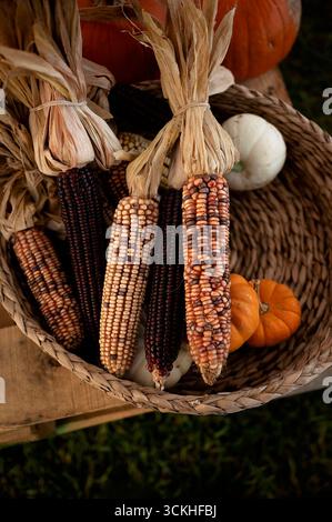 Mais e zucche secche colorate in un cesto, simboleggiano l'autunno Foto Stock