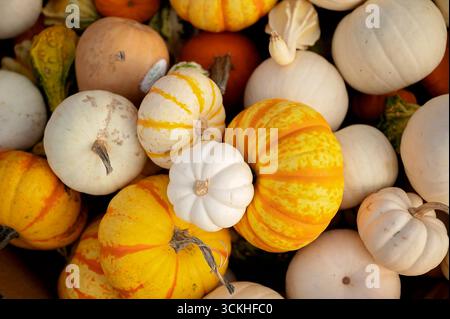 Mini zucche e caramelle assortite in colori autunnali Foto Stock
