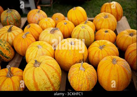 Molte zucche a righe disposte su casse di legno per l'esposizione autunnale Foto Stock