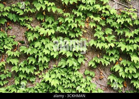 Lo stabilimento Green Creeper a parete. Sfondo Foto Stock