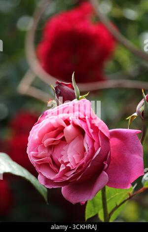 Rose in giardino, in piena fioritura nei periodi estivi. Foto Stock