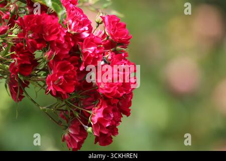 Rose in giardino, in piena fioritura nei periodi estivi. Foto Stock